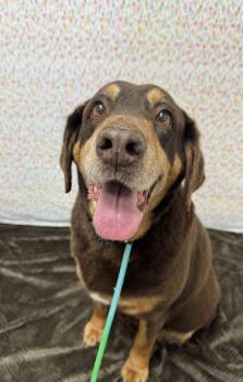 Chocolate Labrador Retriever Dogs Available for Adoption in Chickasha, Oklahoma - Annie  | PetCurious