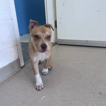 Mixed Breed Dogs Available for Adoption in Shelton, Washington - Willy | PetCurious