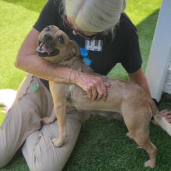 Martina A2285824 -  Chihuahua Dog for Adoption in Middletown, New York - Martina A2285824 | PetCurious