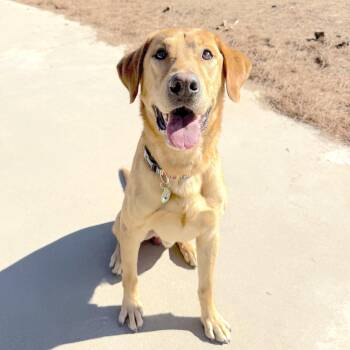 Jimbo -  Labrador Retriever Dog for Adoption in Los Angeles, California - Jimbo | PetCurious