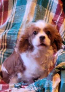 Cavalier King Charles Spaniel Dogs Available for Adoption - CLARA | PetCurious