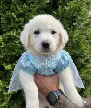 Aurora -  Great Pyrenees Dog for Adoption in Spring Hill, Tennessee - Aurora | PetCurious
