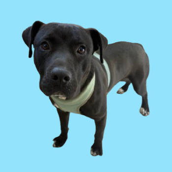 Rescue Pit Bull Terrier and Labrador Retriever Dogs for Adoption in Tuscaloosa, Alabama - TUSC-Stray-82557 | PetCurious