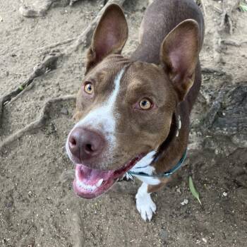 Brookie -  Mixed Breed Dog for Adoption in San Francisco, California - Brookie | PetCurious
