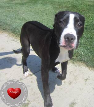 Luca Yrly 339 -  Pit Bull Terrier Dog for Adoption in Sidney, Ohio - Luca Yrly 339 | PetCurious