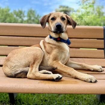 Jacque the silly guy -  Labrador Retriever and German Shepherd Dog Dog for Adoption in Friendswood, Texas - Jacque The Silly Guy | PetCurious