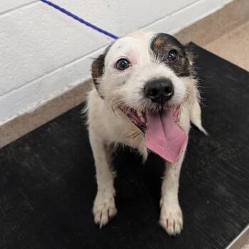 Acorn -  Terrier and Mixed Breed Dog for Adoption in New York, New York - Acorn | PetCurious