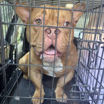 Tom Segura ~ Coming Soon!!! -  English Bulldog Dog for Adoption in Chicago, Illinois - Tom Segura ~ Coming Soon!!! | PetCurious