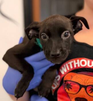 Frida Kahlo -  Chihuahua and Mixed Breed Dog for Adoption in Los Angeles, California - Frida Kahlo | PetCurious