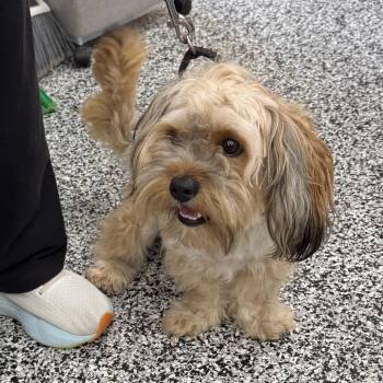 Mixed Breed Dogs Available for Adoption - Fozzie | PetCurious