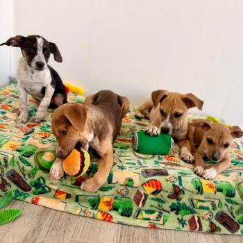 Mixed Breed and Chihuahua Dogs Available for Adoption in Green Bay, Wisconsin - Charles | PetCurious