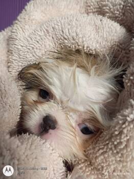 Leo -  Japanese Chin Dog for Sale in Spencer, Iowa - Leo | PetCurious