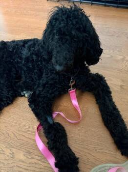 Poodle Dogs Available for Adoption in Waxhaw, North Carolina - Calista | PetCurious
