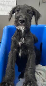 JACK -  Mixed Breed Dog for Adoption in Dallas, Texas - JACK | PetCurious