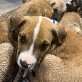 Scone -  Mixed Breed Dog for Adoption in Chattanooga, Tennessee - Scone | PetCurious
