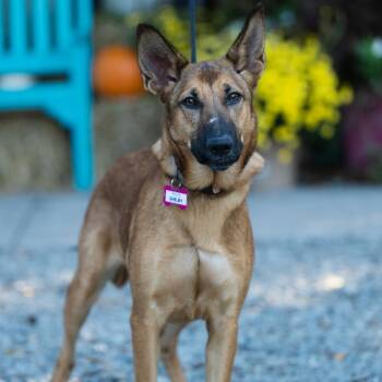 Shelby -  Shepherd Dog for Adoption in Wake Forest, North Carolina - Shelby | PetCurious