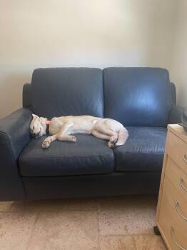 Joni -  Husky and Siberian Husky Dog Available for Adoption in Cottonwood Heights, Utah - Joni | PetCurious