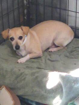 Barnaby -  Chihuahua Dog for Adoption in Thompson Falls, Montana - Barnaby | PetCurious