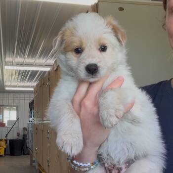Micky -  Mixed Breed Dog for Adoption in Spanish Fork, Utah - Micky | PetCurious