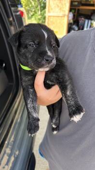 Killer Crew  -  German Shepherd Dog and Pit Bull Terrier Dog for Adoption in Oswego, South Carolina - Killer Crew  | PetCurious