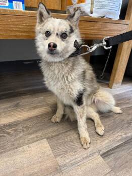 Spot -  Pomeranian and Mixed Breed Dog for Adoption in Lagrange, Indiana - Spot | PetCurious