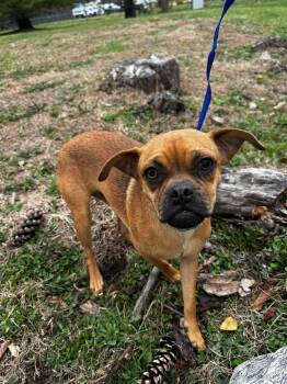 Pug Dogs Available for Adoption - Diego | PetCurious