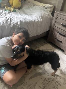 Benny ( 19lbs, super friendly, cuddly, calm, crate trained, hous -  Dachshund and Cocker Spaniel Dog for Adoption in Grand Rapids, Michigan - Benny ( 19lbs, Super Friendly, Cuddly, Calm, Crate Trained, Hous | PetCurious