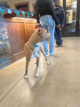 Found Animal 339 -  Pit Bull Terrier Dog Available for Adoption in Douglasville, Georgia - Found Animal 339 | PetCurious