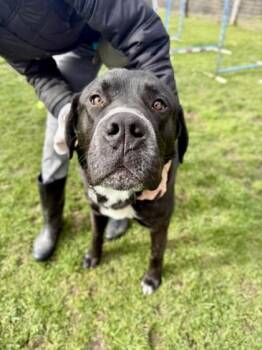 Mixed Breed Dogs Available for Adoption - Donald | PetCurious