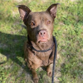 Scrimparoni 9313 -  Mixed Breed Dog for Adoption in Columbus, Georgia - Scrimparoni 9313 | PetCurious