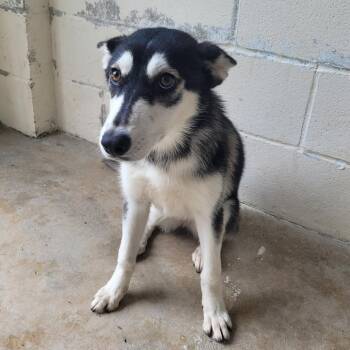 Lumi 3217 -  Husky and Mixed Breed Dog for Adoption in Loxahatchee Groves, Florida - Lumi 3217 | PetCurious