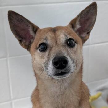 Wilametta -  Feist Dog for Adoption in Spruce Pine, North Carolina - Wilametta | PetCurious