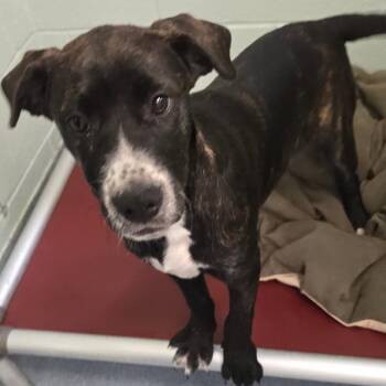 Mixed Breed Dogs Available for Adoption in East Hanover, New Jersey - Betsey | PetCurious