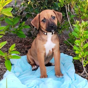 Terrier and Shepherd Dogs Available for Adoption in Corpus Christi, Texas - Bambi | PetCurious