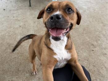 Mixed Breed Dogs Available for Adoption - DOLLY | PetCurious