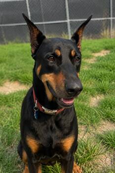 Ode -  Doberman Pinscher Dog for Adoption in Thomasville, North Carolina - Ode | PetCurious