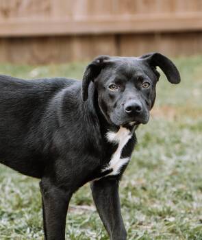 Rescue Labrador Retriever and Hound Dogs for Adoption in Houston, Texas - Neo | PetCurious