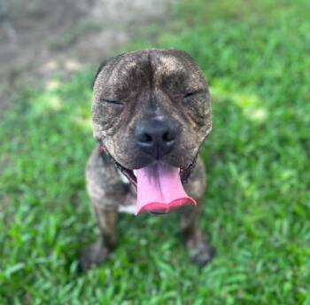 Rescue Bulldog Dogs for Adoption in New Orleans, Louisiana - Thor | PetCurious