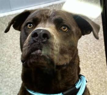 Rescue Mastiff and Pit Bull Terrier Dogs for Adoption in Louisville, Kentucky - ZEUS | PetCurious