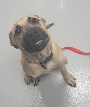 If 12 Enzo -  Pit Bull Terrier Dog for Adoption in Lawrenceville, Georgia - If 12 Enzo | PetCurious