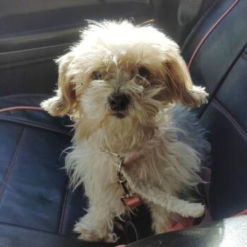 Rescue Terrier Dogs for Adoption in West Hollywood, California - Arielle | PetCurious