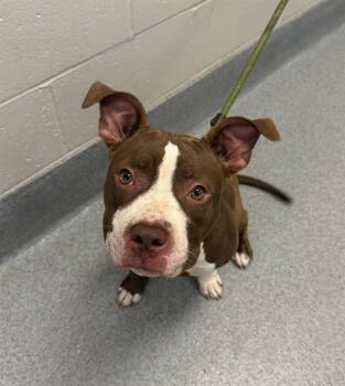 HERSHAY -  Pit Bull Terrier Dog for Adoption in Indianapolis, Indiana - HERSHAY | PetCurious