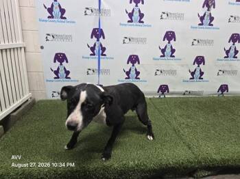 MISSY -  Pit Bull Terrier and Mixed Breed Dog for Adoption in Orlando, Florida - MISSY | PetCurious