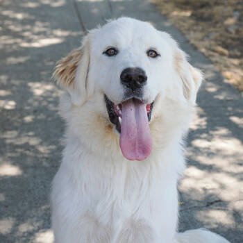 Rescue Great Pyrenees Dogs for Adoption in Richmond, California - GOOSE | PetCurious