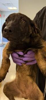 MOXIE -  German Shepherd Dog and Mixed Breed Dog for Adoption in Doral, Florida - MOXIE | PetCurious