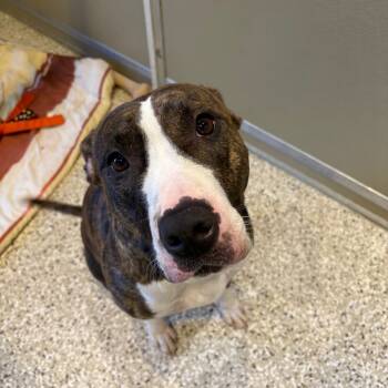 Rescue Mixed Breed Dogs for Adoption in Saint Charles, Missouri - Nyla | PetCurious