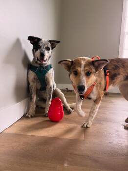 Simon -  Australian Cattle Dog Blue Heeler and Corgi Dog for Adoption - Simon | PetCurious