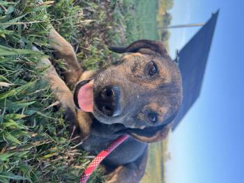 Henry -  Beagle and Mixed Breed Dog for Adoption in Zimmerman, Minnesota - Henry | PetCurious