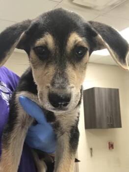 Rescue Labrador Retriever and Mixed Breed Dogs for Adoption in Conroe, Texas - A420932 | PetCurious