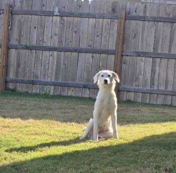 Leonard -  Great Pyrenees Dog for Adoption in Pflugerville, Texas - Leonard | PetCurious